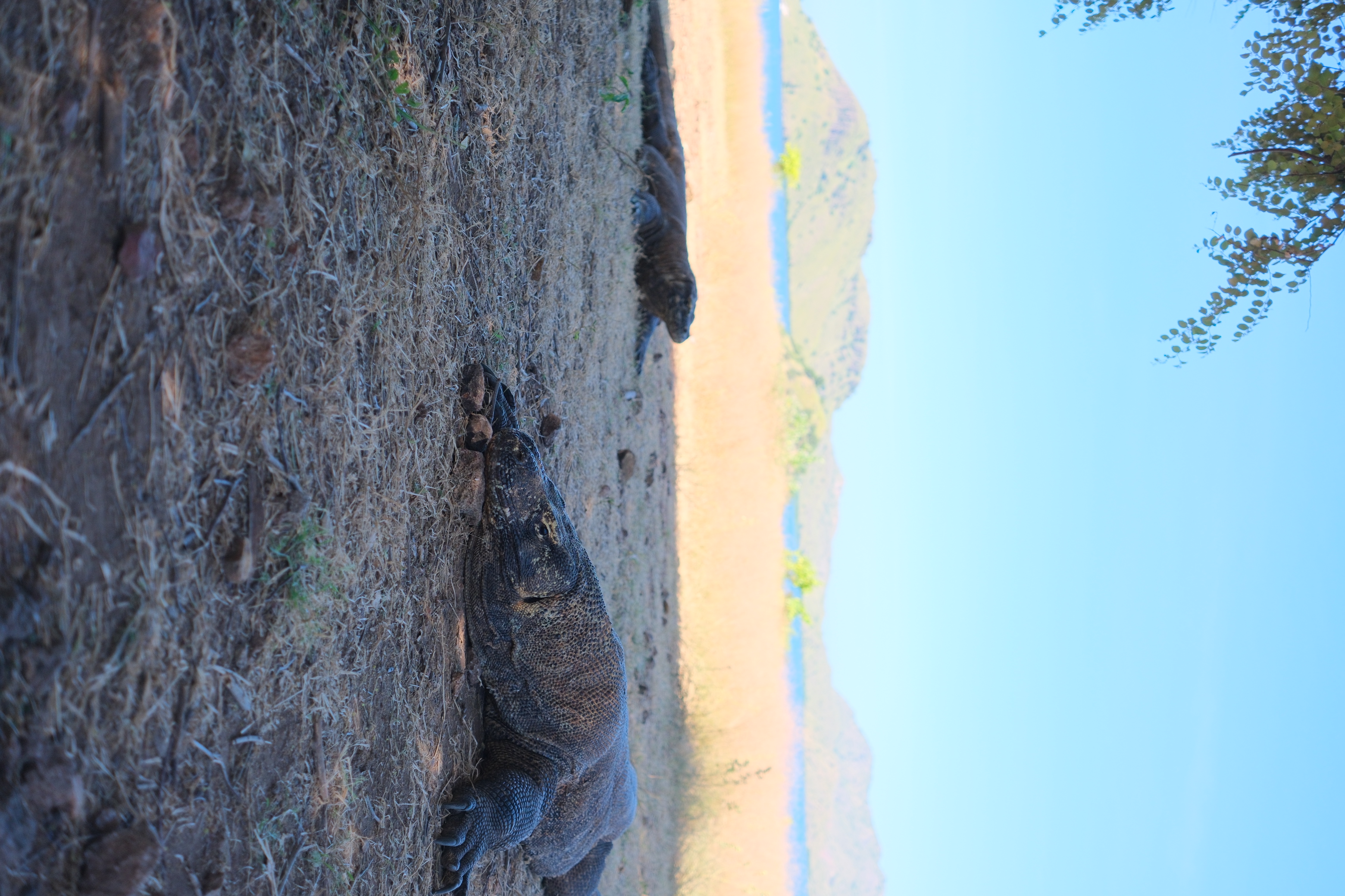 Komodo Dragon Spotting