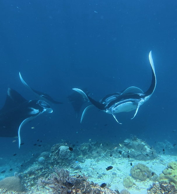Manta Ray Watching