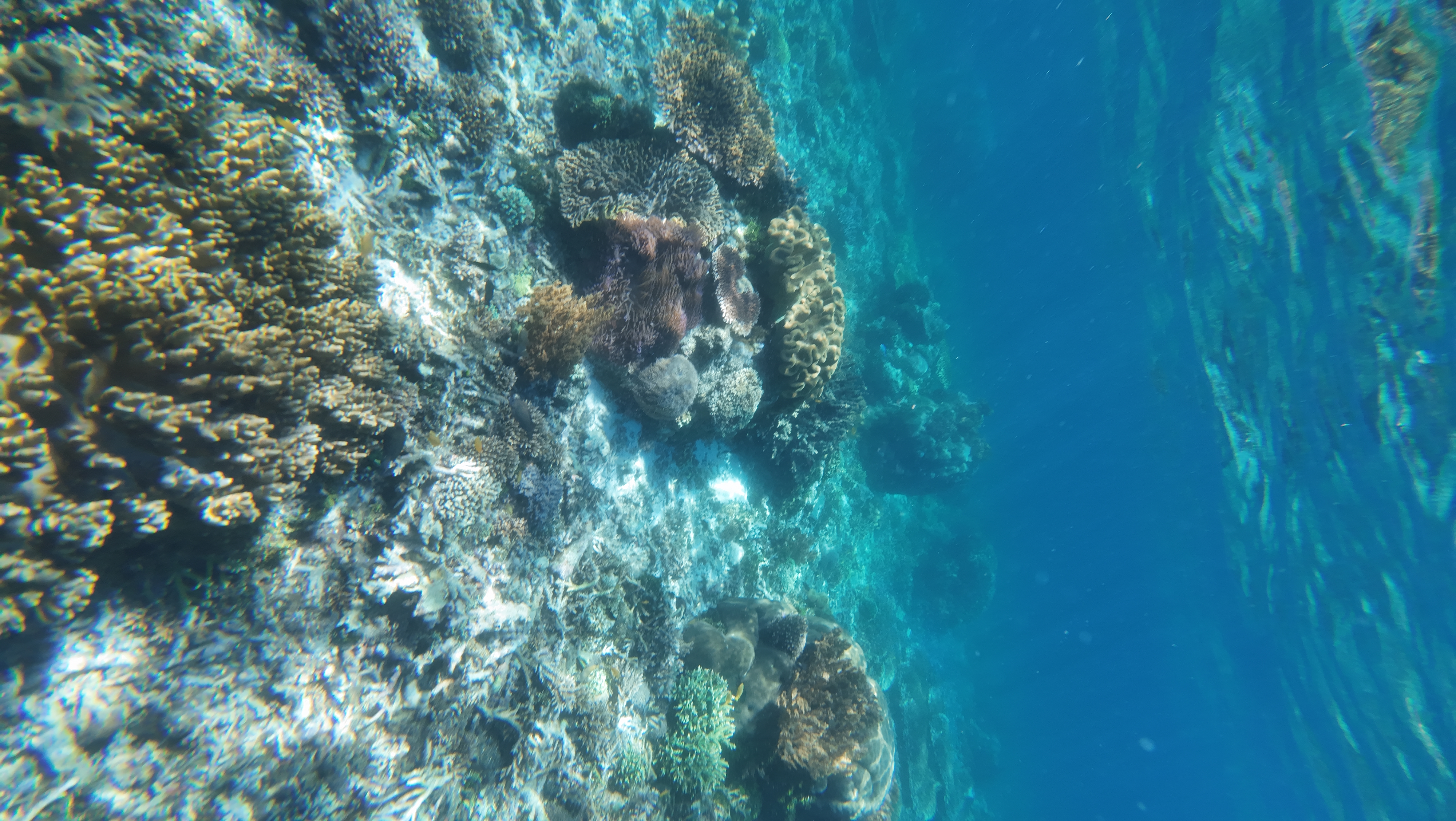 Siaba Coral Reef